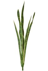 Snake Plant, Variegated - 107cm