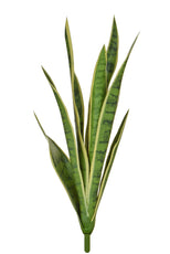 Snake Plant, Variegated - 62cm