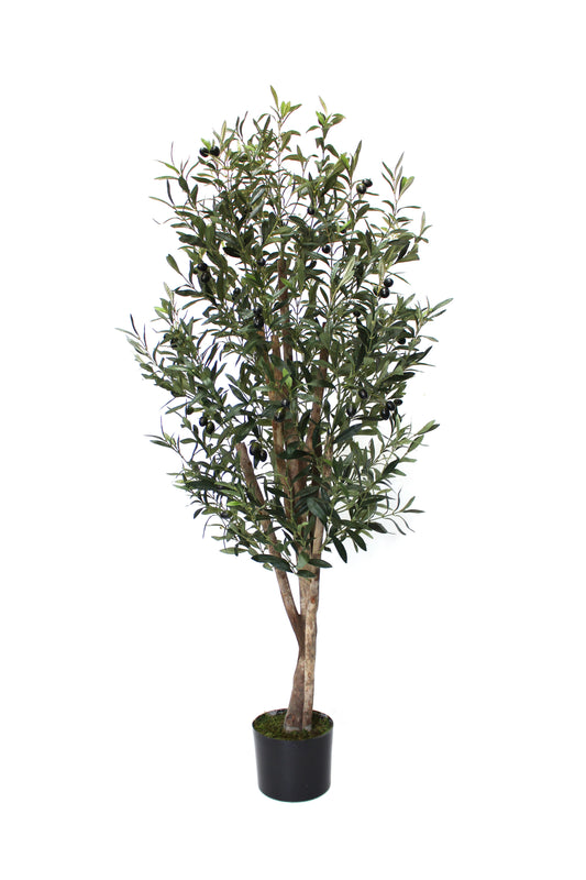Olive Tree - 150cm