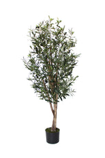 Olive Tree - 150cm