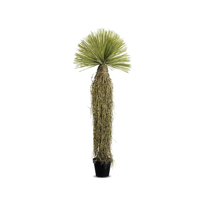 Potted plant with a unique, tall, and narrow trunk on a white background