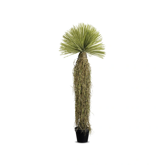 Potted plant with a unique, tall, and narrow trunk on a white background