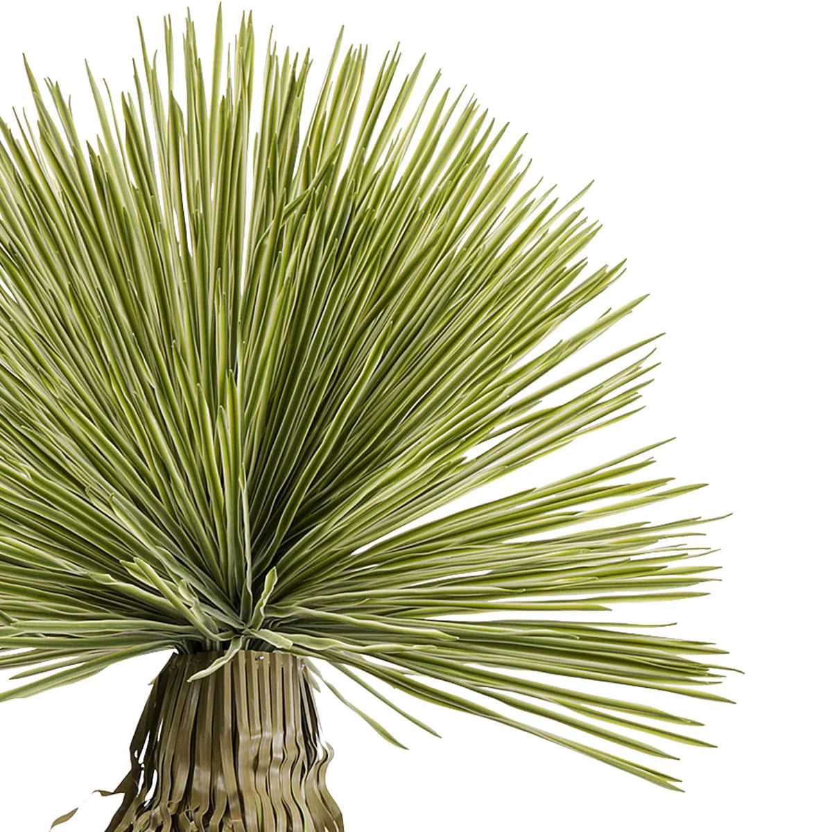 Close-up of a green plant with long, thin leaves on a white background