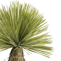 Close-up of a green plant with long, thin leaves on a white background