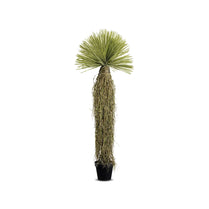 Potted plant with a unique, tall, and narrow trunk on a white background