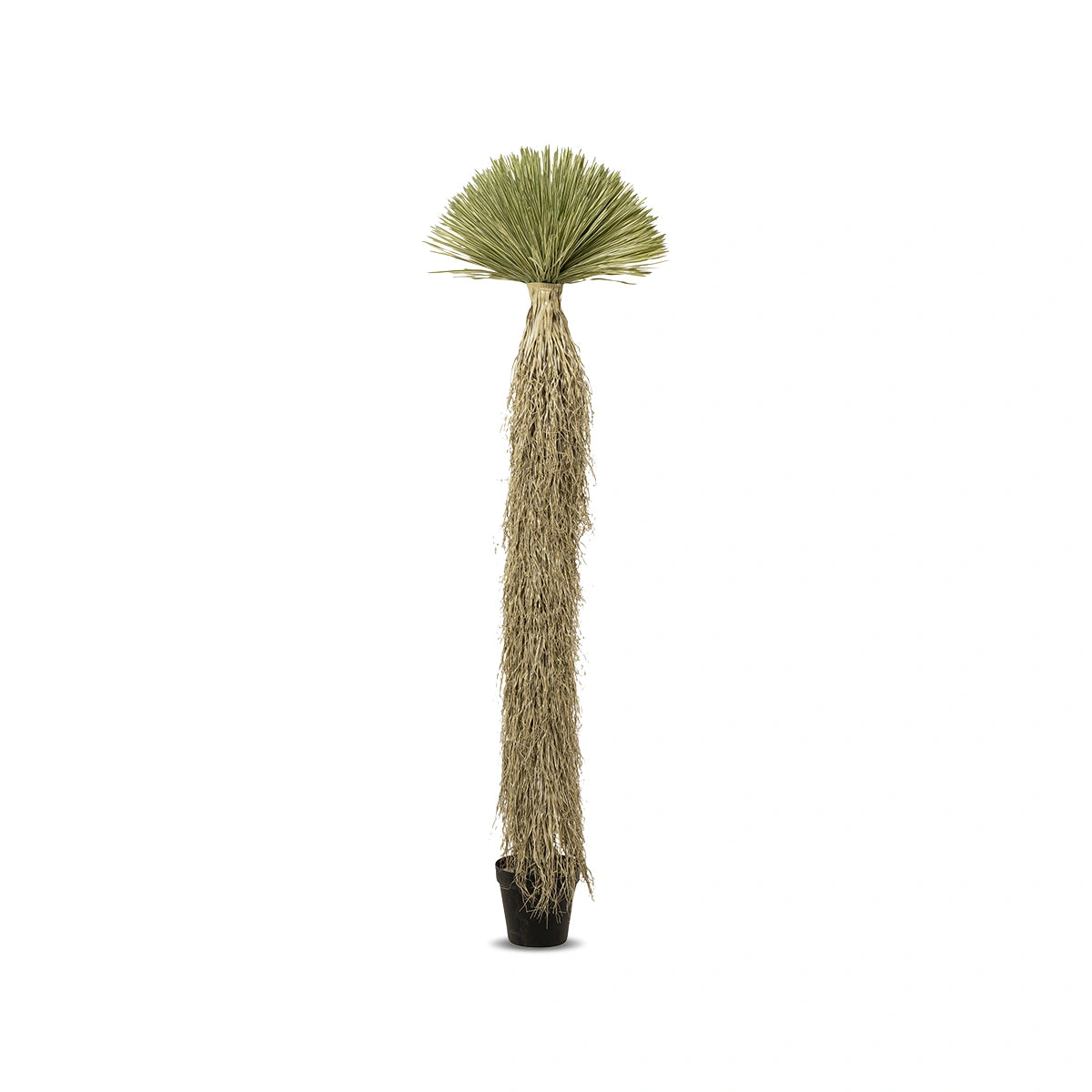 Decorative palm tree with green leaves on a white background