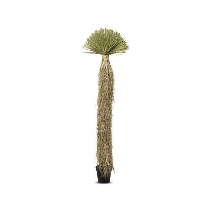 Decorative palm tree with green leaves on a white background