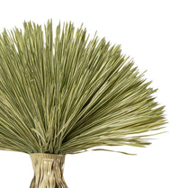 Bunch of dried palm leaves on a white background