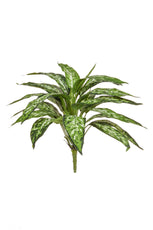 Aglaonema, Variegated - 85cm by Foliages | Souqify