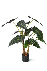 Alocasia - 80cm by Foliages | Souqify