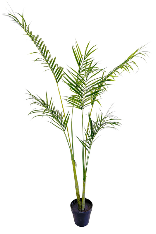 Areca Palm - 84cm by Foliages | Souqify
