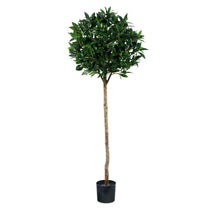 Bay Laurel Tree