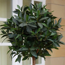 Bay Laurel Tree