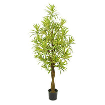 Dracaena Tree