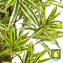 Dracaena Tree