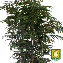 Ficus Longifolia Tree