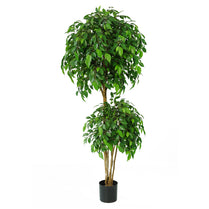 Ficus Natasha Tree