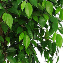 Ficus Natasha Tree