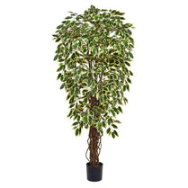 Ficus Liana Tree