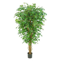 Ficus Liana Tree