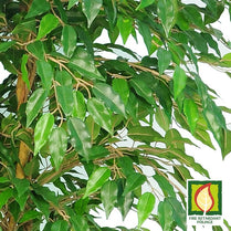 Ficus Liana Tree