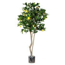 Lemon Fruit Tree