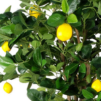 Lemon Fruit Tree