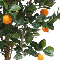 Orange Fruit Tree