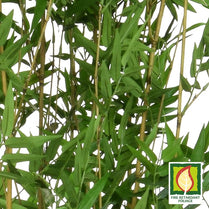 Oriental Bamboo Tree