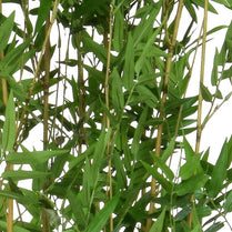 Oriental Bamboo Tree