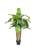 Banana Tree - 120cm by Foliages | Souqify