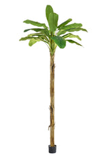 Banana Tree - 350cm by Foliages | Souqify