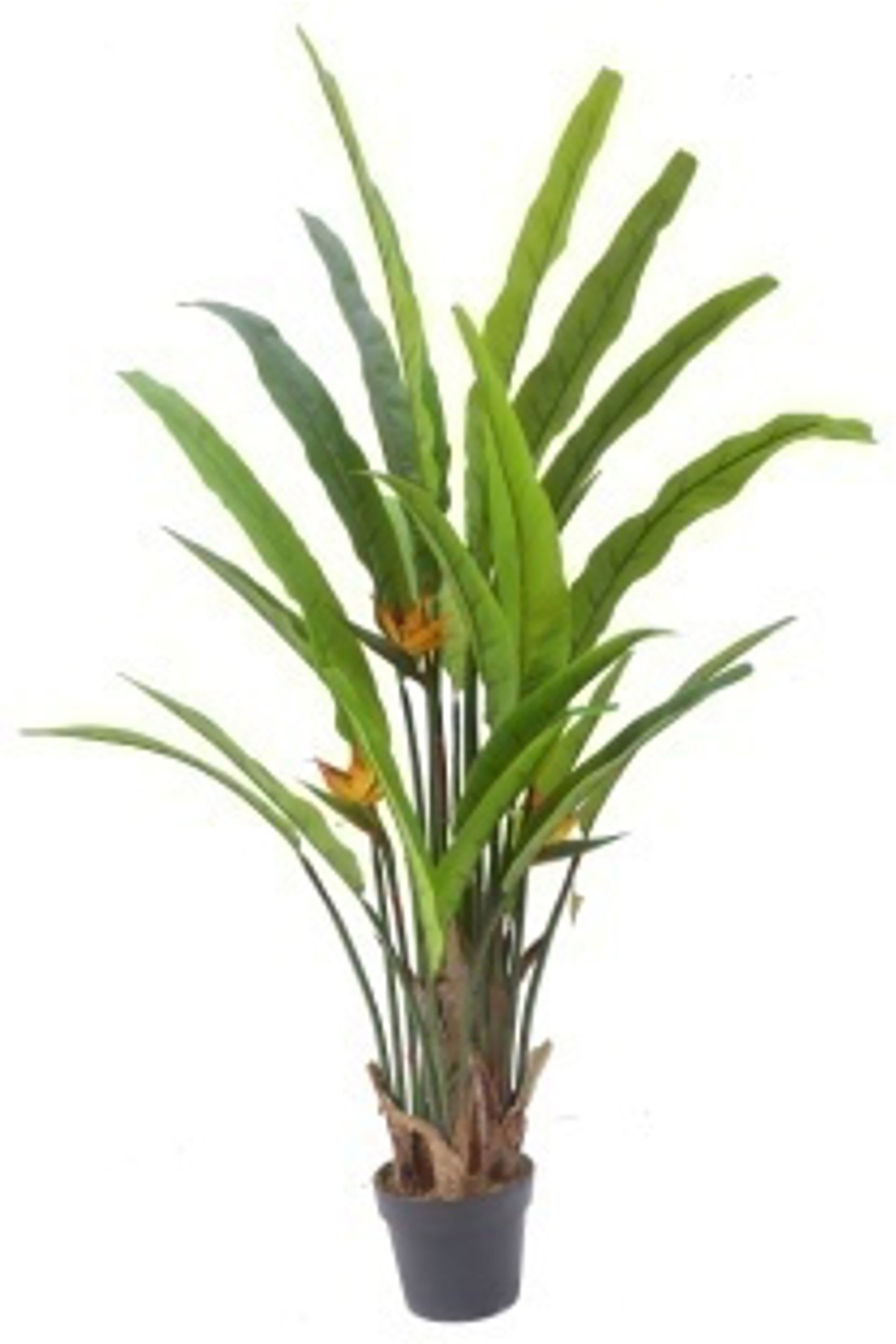 Bird of Paradise - 160cm by Foliages | Souqify