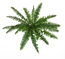 Boston Fern - 48cm by Foliages | Souqify