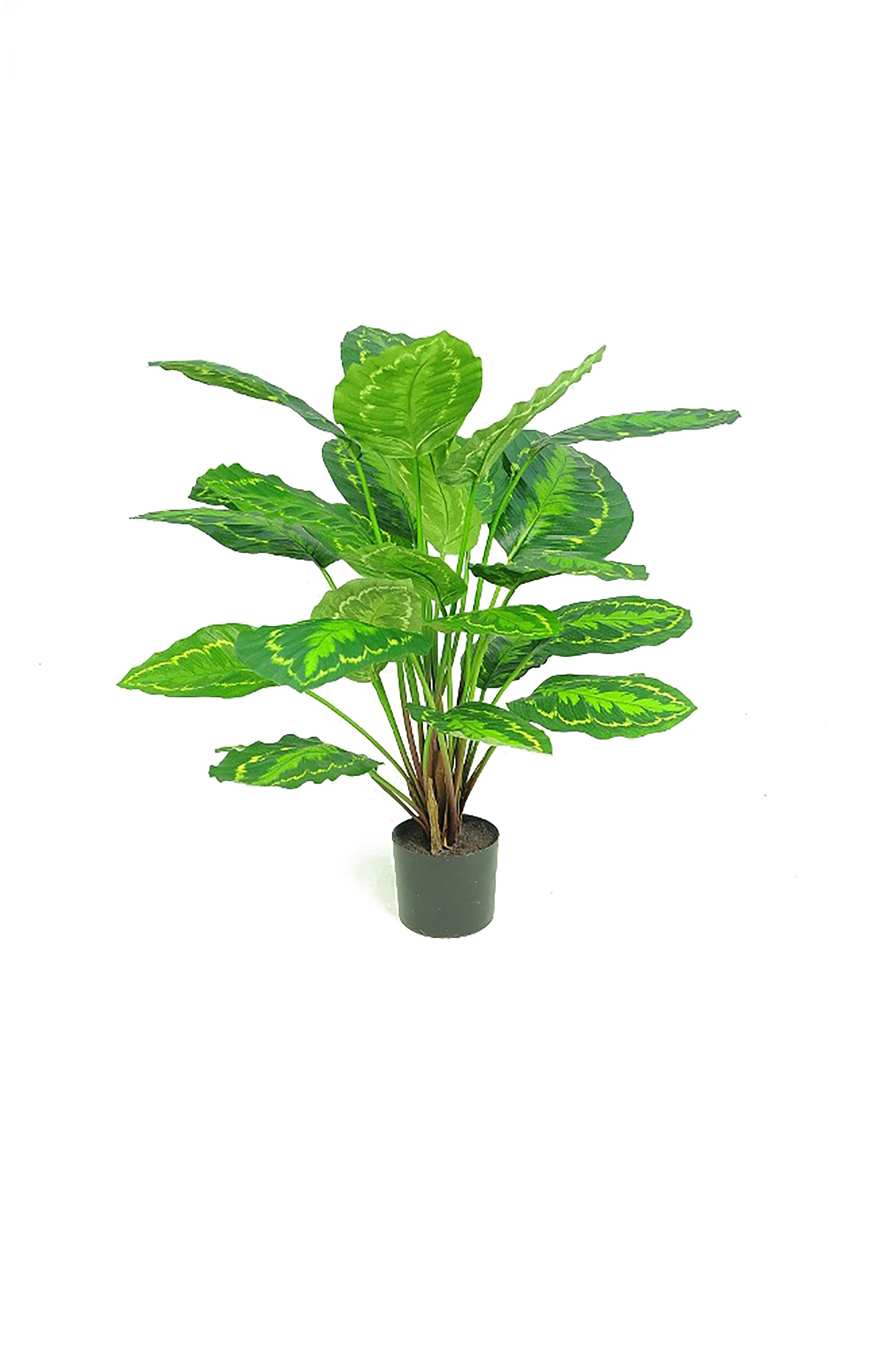 Calathea Makoyana, Green - 65cm by Foliages | Souqify