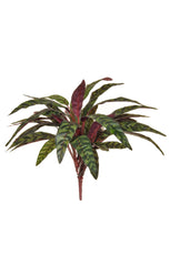 Calathea Maykona, Burgundy - 51cm by Foliages | Souqify