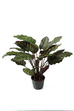 Calathea Roseopicta - 70cm by Foliages | Souqify