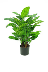 Calathea Roseopicta - 78cm by Foliages | Souqify