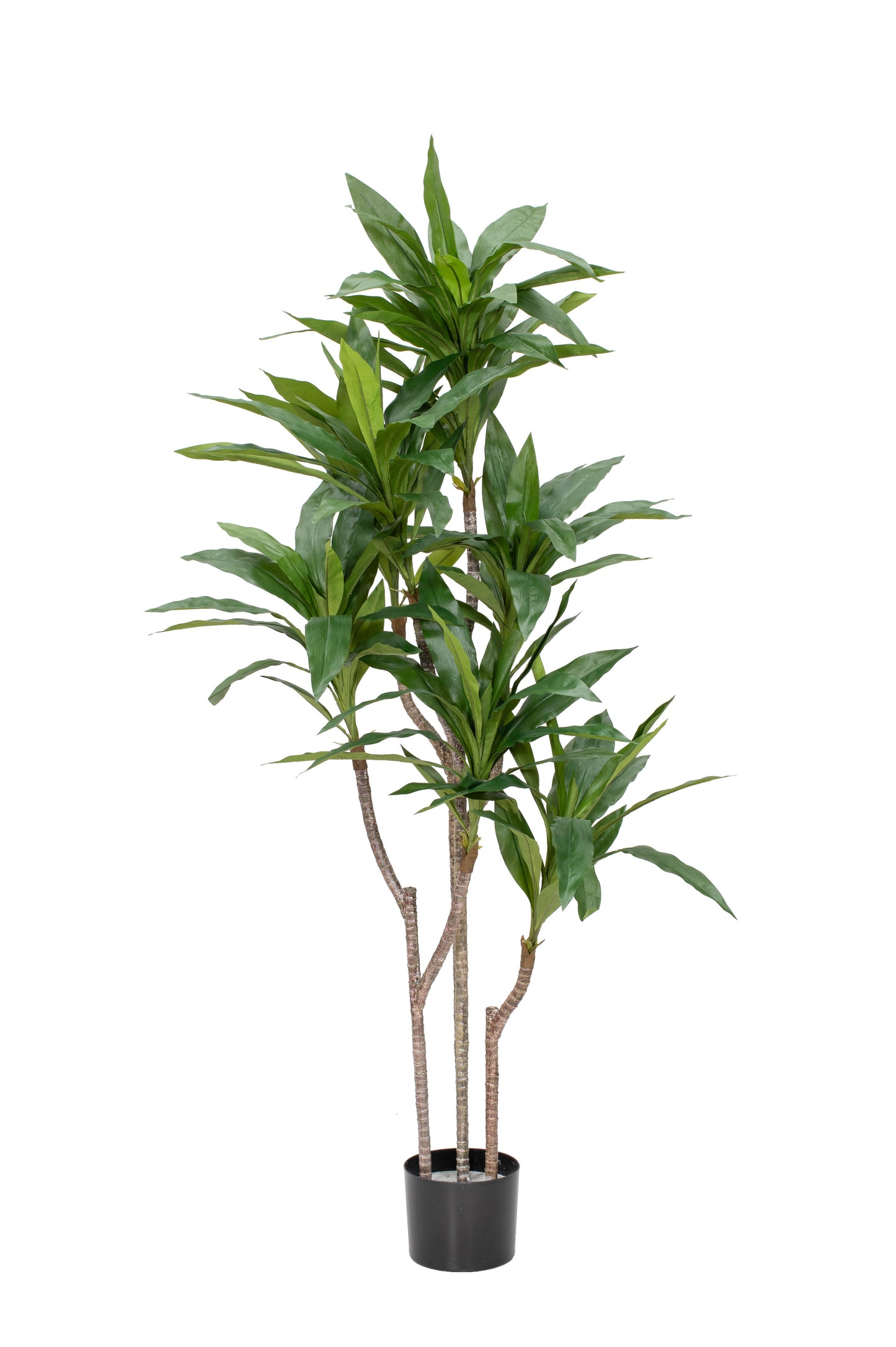 Cordyline - 70cm by Foliages | Souqify
