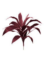 Cordyline, Burgundy - 62cm by Foliages | Souqify