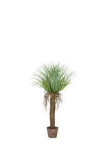 Cycas Palm - 95cm by Foliages | Souqify