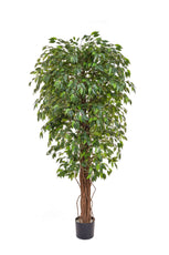 Ficus Liana - 180cm by Foliages | Souqify