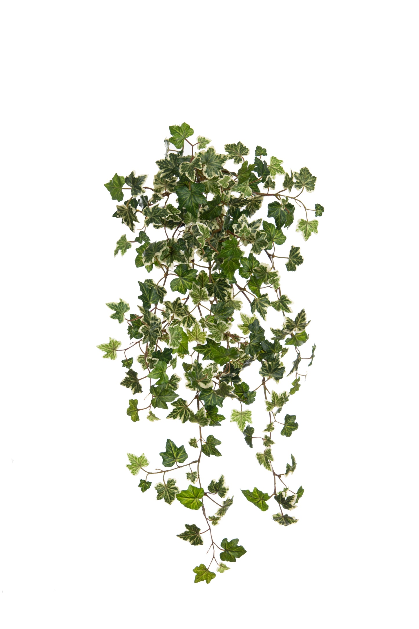 Hanging Ivy Bush, Variegated by Foliages | Souqify