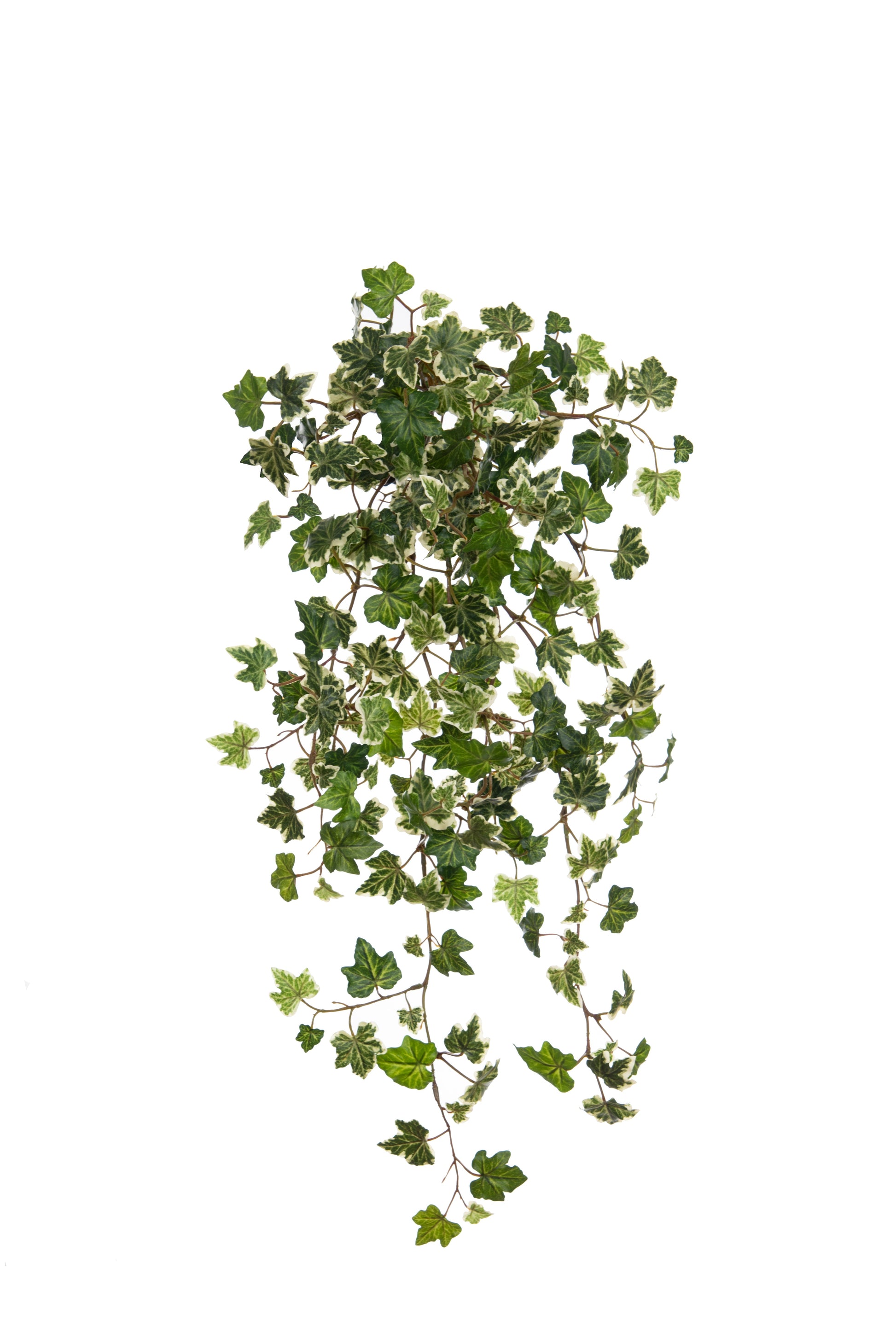 Hanging Ivy Bush, Variegated by Foliages | Souqify