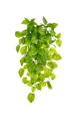 Hanging Pothos, Green by Foliages | Souqify