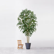 NTT Ficus KDP Exotica 400cm FR