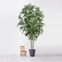 NTT Ficus KDP Exotica 500cm FR