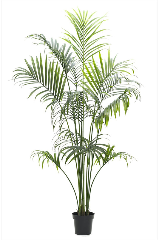 Kentia Palm - 227cm by Foliages | Souqify