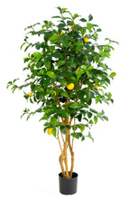 Lemon Tree - 150cm by Foliages | Souqify