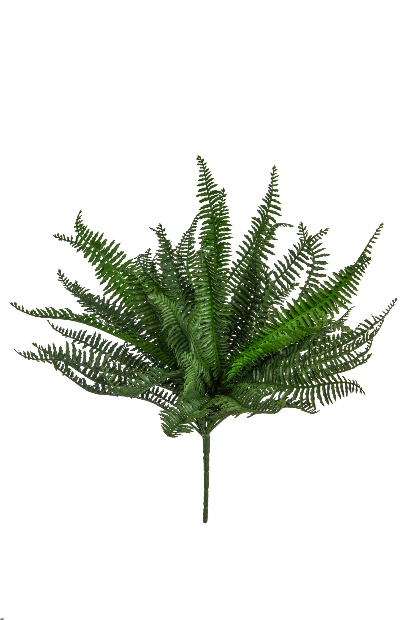 Mini Boston Fern Bush - 38cm by Foliages | Souqify